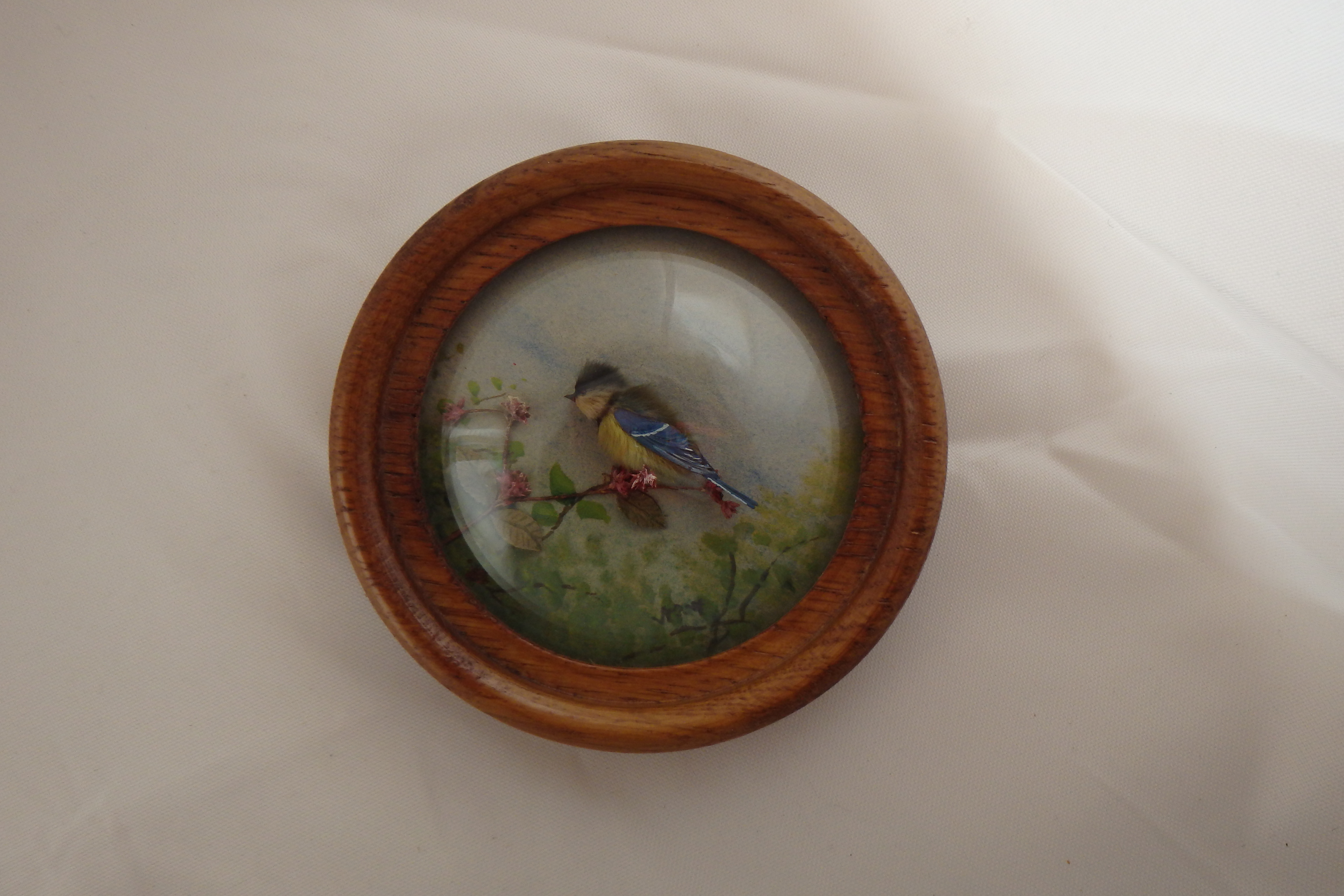 Great Tit (Version 2)